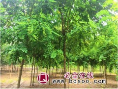 香花槐|香花槐价格 河北香花槐价格 河北香花槐基地图1