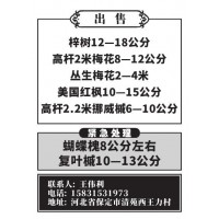 10-15公分美国红枫树 河北美国红枫价格表 河北红枫精品树