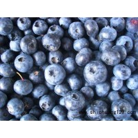 东北蓝莓苗批发|松江蓝莓|松江蓝莓价格 四合苗木基地