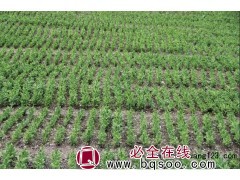 云杉苗|吉林云杉苗价格|吉林云杉苗基地 四合苗圃图1