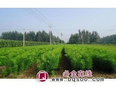 询国槐苗价格，国槐苗价格，国槐苗价格表－7公分国槐价格图1