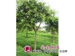 小叶榕_小叶榕价格,小叶榕价格走势，四川葫芦兄弟花木集采图1