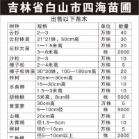 3-6米云杉大树2000棵现货供应 吉林云杉大树供应 云杉