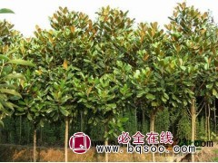 广玉兰，现货供应 南京广玉兰价格表 广玉兰基地 温泉苗圃图1