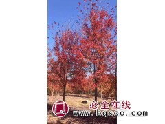 红枫图1