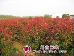 红叶石楠球图1