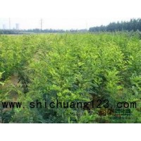 优质刺槐 刺槐 现场起苗 全网低价 刺槐到全国大型紫穗槐基地