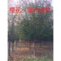 山东樱花_樱花报价，山东樱花基地_山东樱花精品树新价目表