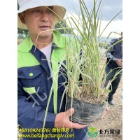 北京花叶芒基地推荐北方常绿