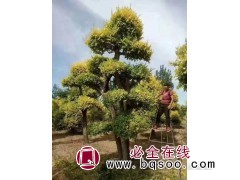 金叶榆造型 河北金叶榆基地 金叶榆造型树批发 金叶榆造型树图1