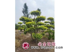 造型金叶榆 碧源园林金叶榆 金叶榆柱 规格齐全 绿化苗木图1