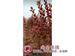 常绿冬红 河北苗木基地 常绿冬红造型树 绿化苗木 碧源园林图1
