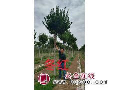 常绿冬红 河北苗木基地 常绿冬红造型树 绿化苗木 碧源园林图2