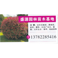盛源园林 红叶石楠球基地 精品红叶石楠球 红叶石楠球价目表