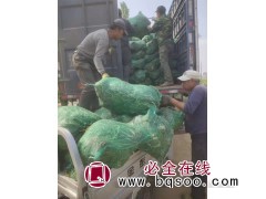 宏运宿根花卉园 玉簪起苗现场 玉簪小苗 玉簪大型基地图1