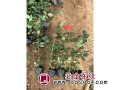 山东大花月季 月季花苗 藤本月季 月季树高雅优美 诚诺花卉图1