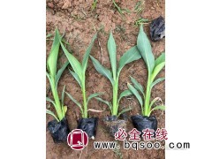 美人蕉 水生美人蕉苗 美人蕉型种苗批发 美人蕉小苗 诚诺花卉图1