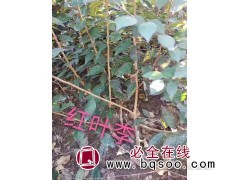 红叶李苗图1