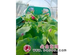 荷花苗 基地种植荷花苗 山东碗莲 荷花芽价格 水生植物 诚诺图1