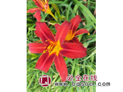 大花萱草 鞍山草花 大花萱草基地 大花萱草价格 宏运宿根花卉图1