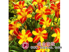 [萱草批发]金光大道萱草,花期较长,萱草钵苗处理 宏运花卉图1