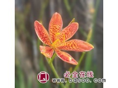 射干花苗供应, 射干鸢尾钵苗价格 宏运花卉 鞍山射干小苗批发图1