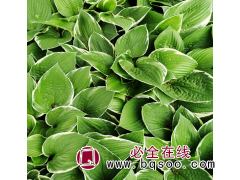 兰西西玉簪 花镜点缀绿化带用 宏运花卉 法兰西玉簪钵苗价格图1