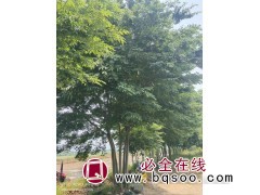 出售乔木丛生榉树 地径5-25公分 公园景区绿化树 惠民苗木图1