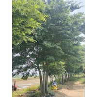 出售乔木丛生榉树 地径5-25公分 公园景区绿化树 惠民苗木