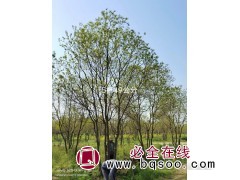 供丛生乌桕4-50公分丛生乌桕-园林绿化丛生乌桕 惠民苗木图1