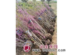 独干紫荆树苗 2-6公分独干紫荆 丛生紫荆基地批发 龙婷苗木图1