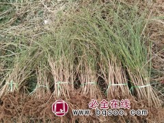 迎春花苗 园林工程绿化花木庭院观赏盆栽花卉盆栽迎春苗 龙婷图1
