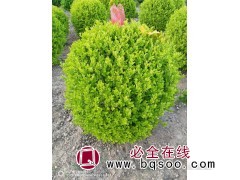 金叶女贞球 公园景区庭院栽种观赏植物  耐修剪 龙婷苗木图1