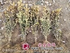 小叶黄杨苗 黄杨苗价格合理,苗木99%成活-现货即发 龙婷图1