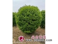大叶女贞球货源充足,洛阳苗木,成活率高 龙婷苗木 大叶女贞球图1