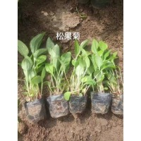 大量出售松果菊 松果菊杯苗 松果菊裸根苗 松果菊苗 嘉业花卉