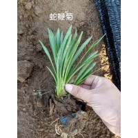 蛇鞭菊供应基地 嘉业苗木 青州蛇鞭菊杯苗批发商 价格低 钵苗