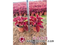 彩叶草盆栽种植基地 园林城市绿化 彩叶草苗株型美观 嘉业苗木图1