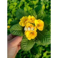 报春花