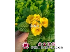 报春花盆栽小苗 早春开花 花色丰富 报春花苗花期长 嘉业花卉图1