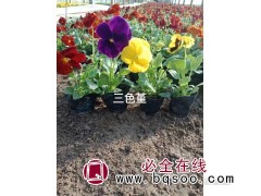 三色堇 多年生花卉三色堇 喜阴耐寒 嘉业花卉 三色堇钵苗图1
