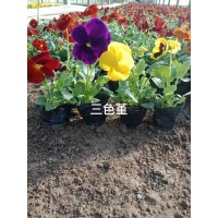 三色堇 多年生花卉三色堇 喜阴耐寒 嘉业花卉 三色堇钵苗