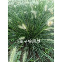 小兔子狼尾草 地被植物 保质保量 植株健壮美化环境 嘉业花卉