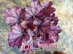 矾根钵苗图1
