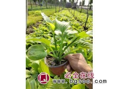 山东玉簪苗价格表-玉簪花苗品种齐全-玉簪苗批发-嘉业花卉图1