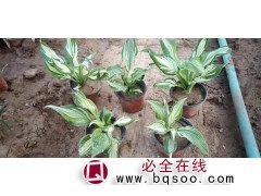 绿化用苗花叶玉簪 山东花叶玉簪基地 花景玉簪苗价格 嘉业花卉图1