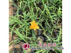 大花萱草 种植基地 花期长 颜色鲜艳 易成活 聚林农业 萱草图1