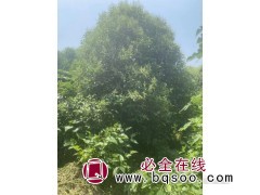 丛生大叶女贞 适应性强 直售丛生大叶女贞现挖 恒宏苗木图1