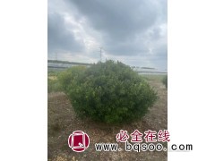 大叶黄杨球 冬青球 质量高 耐寒耐旱 源头黄杨基地 恒宏苗木图1