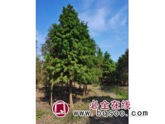 基地出售 落羽杉 江苏落羽杉树苗价格 各种杉树供应 恒宏苗木图1